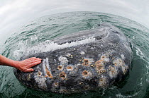 Hands of a tourist leaning from boat to touch the skin of a friendly Grey whale (Eschrichtius robustus) San Ignacio Lagoon, Baja California, Mexico, April 2009