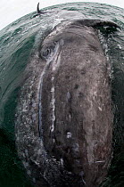 Grey whale (Eschrichtius robustus) lying on the surface, San Ignacio Lagoon, Baja California, Mexico