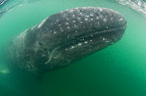 Grey whale (Eschrichtius robustus) underwater,  San Ignacio Lagoon, Baja California, Mexico