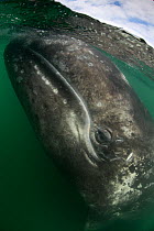 Grey whale (Eschrichtius robustus) underwater, San Ignacio Lagoon, Baja California, Mexico