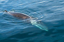 Fin whale (Balaenoptera physalus) diving, Sea of Cortez (Gulf of California), Baja California, Mexico, Endangered