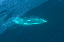 Fin whale (Balaenoptera physalus) surfacing from underwater, Sea of Cortez (Gulf of California), Baja California, Mexico, Endangered
