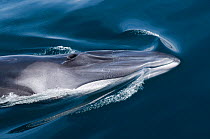 Fin whale (Balaenoptera physalus) surfacing, Sea of Cortez (Gulf of California), Baja California, Mexico, endangered