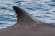 Fin whale (Balaenoptera physalus) close-up showing stalked barnacles on dorsal fin, Sea of Cortez (Gulf of California), Baja California, Mexico, Endangered