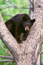 A yearling American black bear (Ursus americanus), about 1.5 years old, in a ^refuge tree.^ Sierra Nevada Mountains, California USA. June