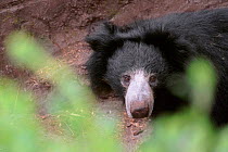 Head portrait of an adult sloth bear (Melursus ursinus) in the Terai Arc forest of Nepal's Royal Chitwan National Park. Nepal, March