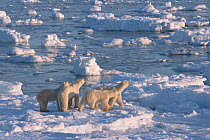 A female polar bear (Ursus maritimus), and her 23-month-old triplets, hunting on the sea ice. Hudson Bay, Manitoba, Canada. November