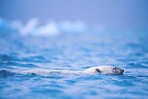 Adult female polar bear (Ursus maritimus) swimming from one small island to another, Svalbard Archipelago, Norwegian Arctic. She was obliged to swim because there was no sea ice on which to travel. Ju...
