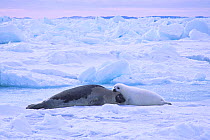 A Harp seal (Pagophilus groenlandicus) female with "white-coat" pup, on the sea ice Gulf of St. Lawrence, Nova Scotia, Canada.