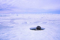 A female Harp seal (Pagophilus groenlandicus) surfaces at breathing hole, Gulf of St. Lawrence, Nova Scotia, Canada.