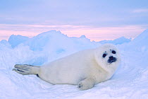 Harp seal pup (Phoca groenlandicus) with white coat on the sea ice. Gulf of St. Lawrence, Nova Scotia, Canada. March