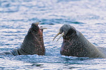 Male Atlantic walruses (Odobenus rosmarus rosmarus) sparring as they swim in the ocean. Svalbard Archipelago, Norwegian Arctic. July