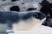 Newborn hooded seal pup (Cystophora cristata) lies next to its mother on the floating sea ice, Gulf of St. Lawrence, Canada.