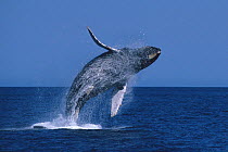 Breaching humpback whale (Megaptera novaeangliae), Gulf of California (Sea of Cortez), Baja California, Mexico. April