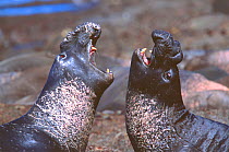 Young adult male Northern elephant seals (Mirounga angustirostris) battling for dominance on the beach at Ano Nuevo State Reserve, California, USA. August