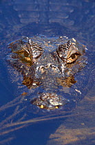 Head portrait of an adult spectacled Caiman (Caiman crocodilus) partically submerged in water. The Pantanal, Mato Grosso du Sul, Brazil. September