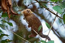 An adult Buffy-headed marmoset (Callithrix flaviceps) climbing up a vine in dense forest within the Atlantic Forest, Minas Gerais, Brazil. September