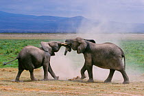 Two adult African elephants (Loxodonta africana) playfully joust by inter-locking tusks and trunks. Amboseli National Park, Kenya. September