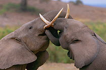 Two adult African elephants (Loxodonta africana) playfully joust by inter-locking tusks and trunks. Amboseli National Park, Kenya. September