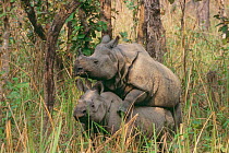 Pair of Indian rhinoceros (Rhinoceros unicornis), mating. Western sub-population.  Royal Chitwan National Park, Terai Arc, Nepal. March