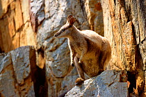 Female Black-footed rock wallaby (Petrogale lateralis) with a joey in her pouch, preparing to launch herself from a rock ledge. West MacDonnell National Park, Northern Territory, Australia. September