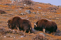Two Musk oxen (Ovibos moschatus) grazing on vegetation on a rocky hillside in Rypefjord, within Scoresby Sund, Greenland