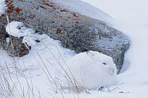 Arctic hare (Lepus arcticus) camouflaged during a snowstorm, sheltering from the wind. Near Churchill, Manitoba, Canada. November