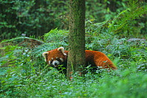 Wild red panda (Ailurus fulgens) on the forest floor, Min Shan Mountains, Sichuan Province, China. September