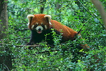 Wild red panda (Ailurus fulgens) climbing tree, Min Shan Mountains, Sichuan Province, China. September