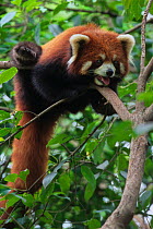 Wild red panda (Ailurus fulgens). Adult resting momentarily while climbing in a tree. Min Shan Mountains, Sichuan Province, China. September