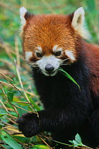 Head portrait of Wild red panda (Ailurus fulgens) feeding on bamboo, Min Shan Mountains, Sichuan Province, China. September