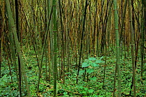 Bamboo forest (Bambusa) foothills of the Min Shan Mountains, Sichuan Province, China. Habitat of the Giant panda and Red panda. September
