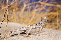 Male Coachella Valley fringe-toed lizard (Uma inornata) missing part of his tail, undoubtedly due to an encounter with a predator. He has a short stub where the missing portion of tail is regrowing. V...