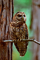 Adult California spotted owl (Strix occidentalis occidentalis) perching in incense cedar tree within old-growth forest. Tahoe National Forest, California USA. July