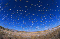 Snow Geese (Chen caerulescens) and Ross's Geese (Chen rossii) taking off from field where they have been feeding,  Imperial Valley, California, USA.