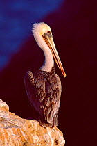 California brown pelican (Pelecanus occidentalis californicus) in breeding plumage, Salton Sea, Califorina, USA