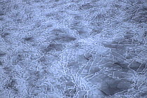 Aerial view of  ice conditions between Prince Edward Island and the Magdalen Islands in the Gulf of St. Lawrence, . Due to warmer-than-normal ambient temperatures during the winter of 2005-2006, sea i...