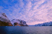 View of Ofjord, within Scoresby Sund, dotted with icebergs and flanked by snow-capped mountains. Greenland