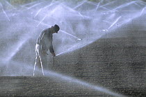 Sprinkler irrigation of a crop in California's Imperial Valley, using Colorado River water. California, USA  December 2008