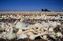 Processor onions, to be used dehydrated in various food products, being harvested from an agricultural field in the Imperial Valley, California, USA.