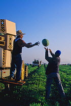 Farm workers harvesting and packing watermelons in the early morning. Imperial Valley, California, USA, March 2006