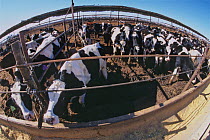 Cows at a feedyard in the Imperial Valley, where they are "finished" on high-grade feed before being sent out to slaughter. March 2006.