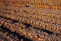 Market onions drying on the ground and in gunny sacks in an agricultural field, ready to be transported. Imperial Valley, California, USA.