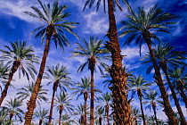 A Date palm (Phoenix dactylifera) plantation in the Coachella Valley near the Salton Sea. More than 90 percent of the dates produced in the United States are grown in this region, using Colorado River...