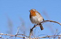 Robin (Erithacus rubecula) perching on branch, Porthcurno, West Cornwall, England, UK. March 2010.