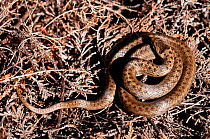 Smooth snake (Coronella austriaca) coiled up resting on heathland, Studland, Dorset, England, UK. April 2010.