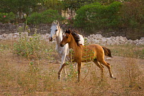 A Kathiawari mare (Equus caballus) and her foal trotting in Junagadh National Stud, Gujarat, India.