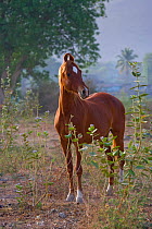 A Kathiawari mare (Equus caballus) standing in Junagadh National Stud, Gujarat, India.