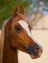 Head portrait of a Kathiawari mare (Equus caballus) in Junagadh National Stud, Gujarat, India.