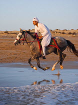 A traditionally dressed rider gallops on his Kathiawari mare (Equus caballus) near the sea in Porbandar, Gujarat, India.